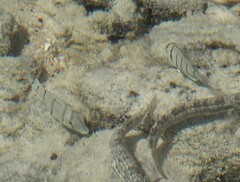 Acanthurus triostegus