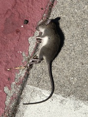 Rattus rattus