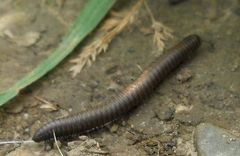 Ommatoiulus rutilans