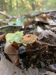 Flammulaster erinaceellus