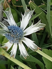 Eryngium carlinae