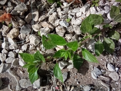 Parietaria judaica