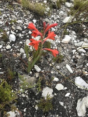 Watsonia schlechteri