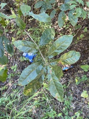 Quercus oglethorpensis