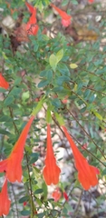 Clinopodium coccineum