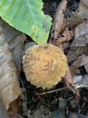 Flammulaster erinaceellus