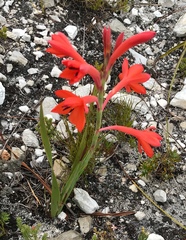 Watsonia schlechteri