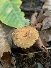 Flammulaster erinaceellus