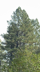 Pinus ponderosa