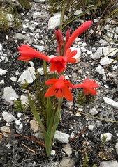 Watsonia schlechteri