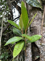 Ocotea caesariata