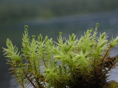 Aulacomnium palustre