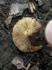 Flammulaster erinaceellus