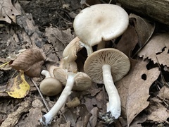 Marasmius nigrodiscus