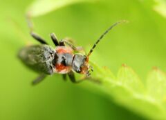 Cantharis fusca