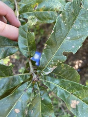 Quercus oglethorpensis