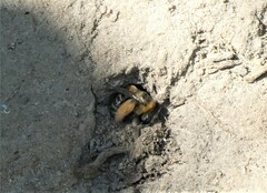 Melissodes druriellus