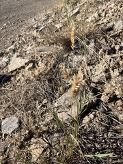 Agropyron cristatum