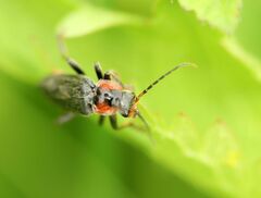 Cantharis fusca