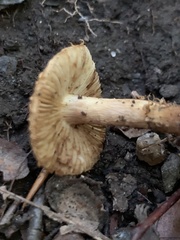 Flammulaster erinaceellus