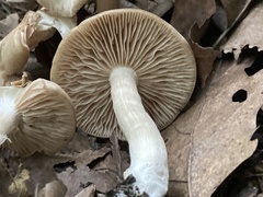 Marasmius nigrodiscus