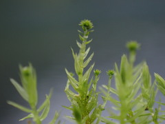 Aulacomnium palustre