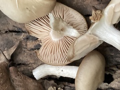 Marasmius nigrodiscus