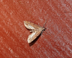 Chloroclystis filata