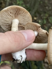 Marasmius nigrodiscus