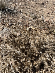 Cardionema ramosissimum