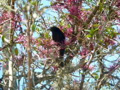 Icterus pyrrhopterus