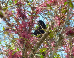 Icterus pyrrhopterus