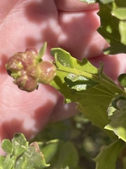 Rhopalomyia californica