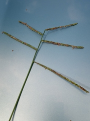 Paspalum pubiflorum