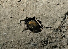 Melissodes druriellus