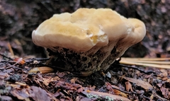 Hydnellum aurantiacum