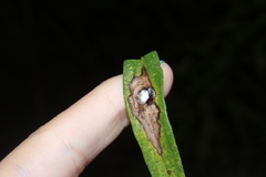 Botryosphaeria dothidea