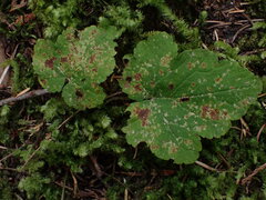 Tiarella trifoliata