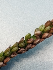 Paspalum pubiflorum