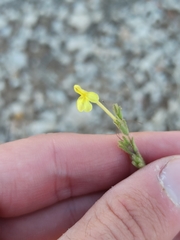 Odontites longiflorus