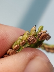 Paspalum pubiflorum