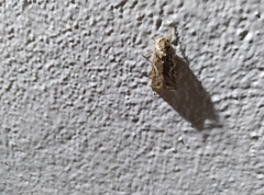 Spodoptera littoralis