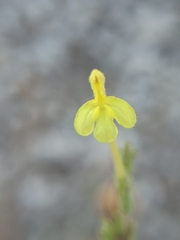 Odontites longiflorus