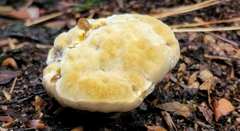 Hydnellum aurantiacum