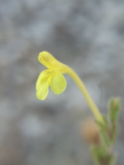 Odontites longiflorus