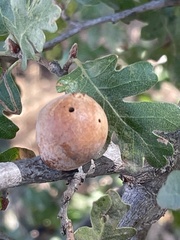 Andricus quercuscalifornicus