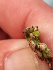 Paspalum pubiflorum