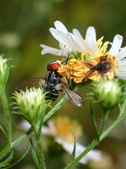 Gymnoclytia