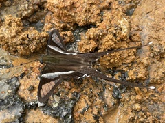 Lamproptera curius