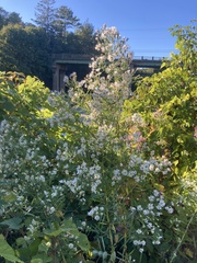 Symphyotrichum lanceolatum